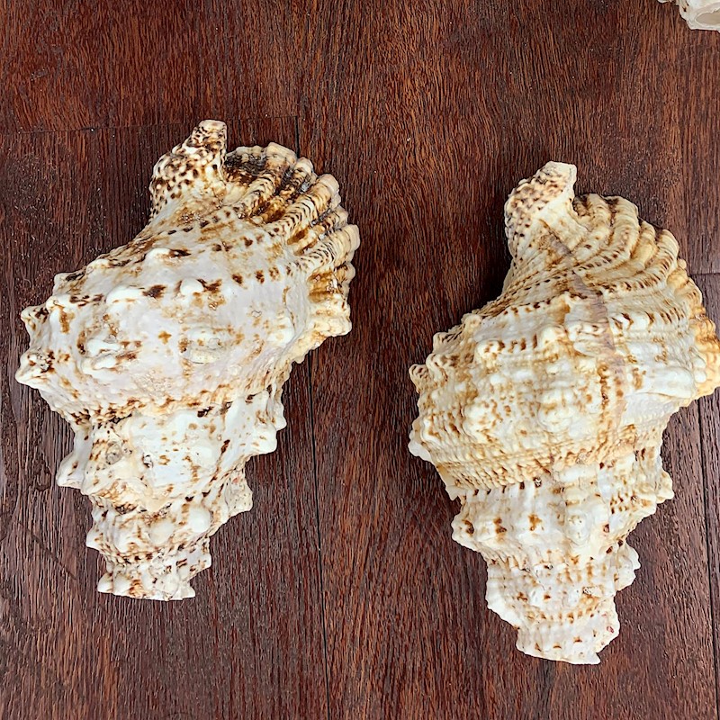 Mini / Small Conch Shell Details - Aloha Hula Supply