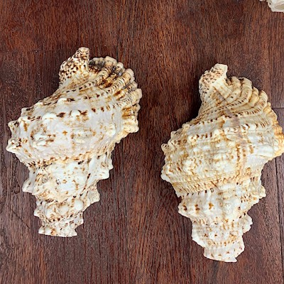 SMALL CONCH SHELL                                                          